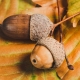 Acorns